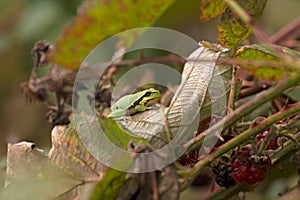 Little tree frog is in a bramble