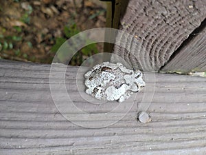 Little tree frog looks like a rock or lichen