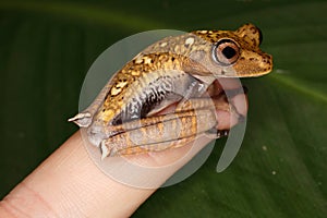 Little tree frog on my finger. photo