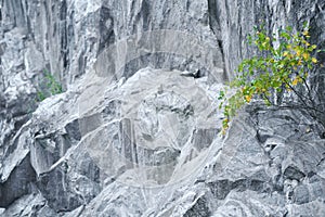 Little tree with green and yellow leaves grows in marble wall. Tenacity and vitality concept