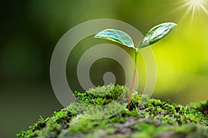Little tree growing on moss with sunlight and green environment