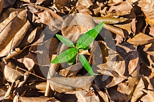 Little tree growing out from heap of dry leaves.