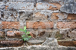 Little tree growth on old bricks wall background