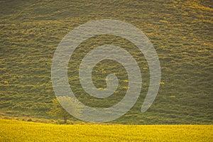 Little tree on the hill in Tuscany, Italy