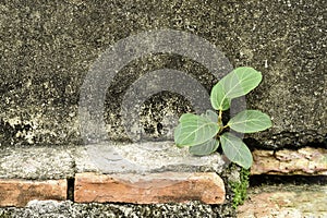 A little tree on old wall