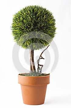 Little tree in a pot