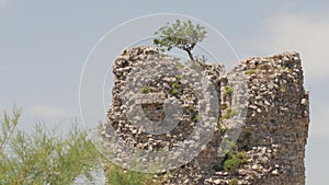 Little Tree on Top of Vecka Kula Tower, Starigrad Paklenica, Croatia, Tilt Shot