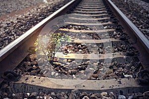 A little tree vegetate among the railway, flare effect added, light effect added ,filtered image, dark blue color process