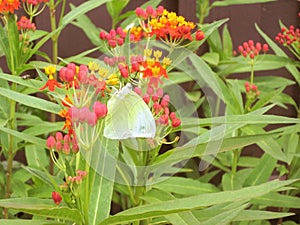 The little Tree Yellow Butterfly sucking nectar from Blood flower photo