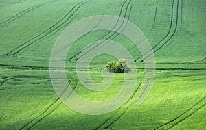 Little trees grove in center of green field of wheat