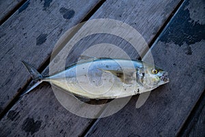 Little trevally fish on wooden fishing pontoon