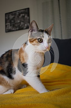 Little tricolor kitten on a yellow blanket staring into the distance ready to attack a mouse