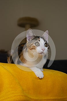 Little tricolor kitten on a yellow blanket staring at the horizon looking for bords to hunt