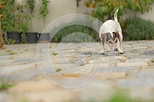 Little tricolor smooth-haired Jack Russell Terrier is busy snooping in the garden alone. Old dog 13 years old