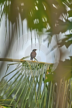 A little tropical bird is sitting between awesome palm tree leaves