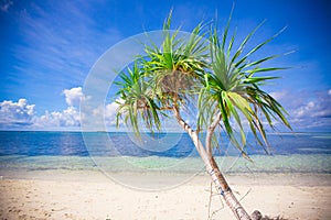 Little tropical coconut palm tree in desert island