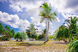 Little tropical coconut palm tree in desert island