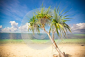 Little tropical coconut palm tree in desert island