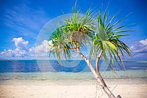 Little tropical coconut palm tree in desert island