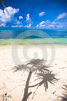 Little tropical coconut palm tree in desert island