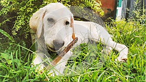 Little troublemaker labrador puppy love