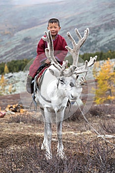 Little tsaatan boy riding with his family`s reindeer.