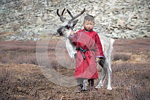 Little Tsaatan boy with a reindeer. photo