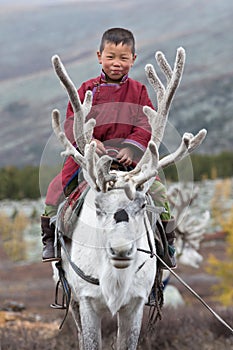Little tsaatan boy riding with his family`s reindeer. photo