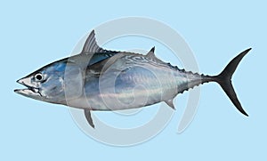 Little tunny (False Albacore) fishing portrait