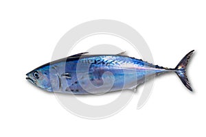 Little tunny tuna fish Euthynnus affinis on white