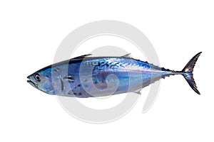Little tunny tuna fish Euthynnus affinis on white