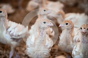 little turkey chickens with trimmed beaks in a corral with sawdust on a chicken farm.