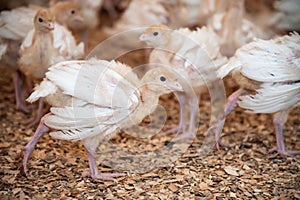 little turkey chicks in a corral with sawdust on a poultry farm. raising birds for meat.