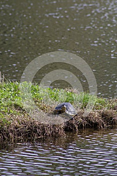 Little turtle along the shoreline