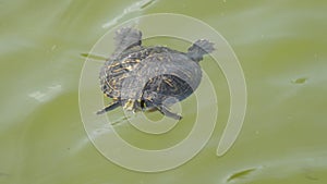 Little turtle floating in the waters of a lake