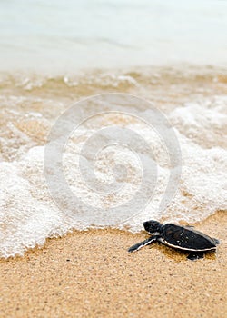 Little turtle go oceans