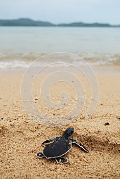 Little turtle go oceans