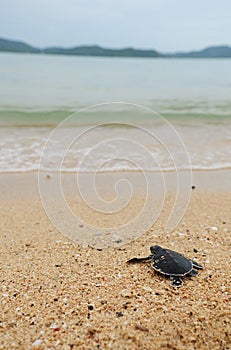 Little turtle go oceans