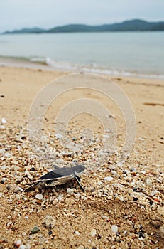 Little turtle go oceans