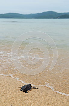 Little turtle go oceans