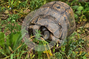 Little Turtle hiding his head in the shell on green grass  field