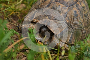 Little Turtle hiding his head in the shell on green grass  field