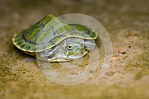 Little turtle on  wood in tropical garden