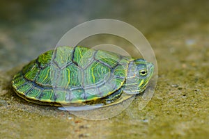 Little turtle on  wood in tropical garden