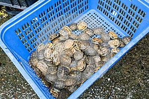 little turtles in box in fish market in Guangzhou