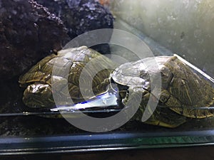 Little Turtles photo