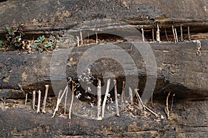 Little twigs between the large rock