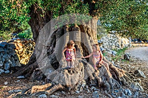Little Twin Girls are sitting and ancient old olive tree
