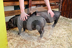 Little two black pigs lie near on the farm. Pig love. Piglets grunt in contact zoo. 2019 Chinese New Year