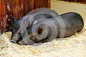 Little two black pigs lie near on the farm. Pig love. Piglets grunt in contact zoo. 2019 Chinese New Year